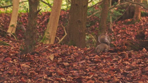 Squirrel jumping off dead tree branch to hunt and forage for acorns amongst dry Stock Footage 251042275
