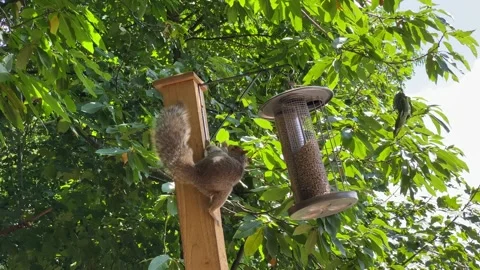 Squirrel Jumping From A Fence Post To A Tree 4k Filmed At 60p Rendered At 30p Stock Footage 143001359