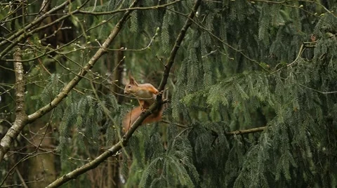 Squirrel jumping in forest slow motion Stock Footage 49457623