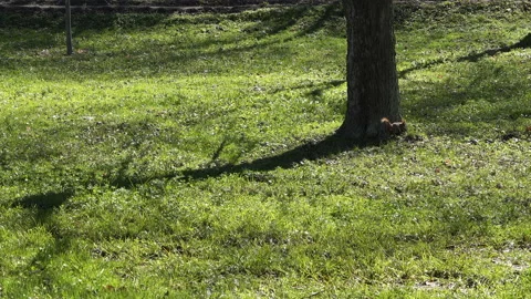 Squirrel jumping on grass near tree in park Stock Footage 94973672