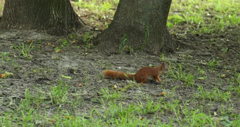 Squirrel jumping on grass in summer park Stock Footage 134365658