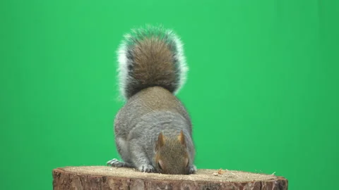 Squirrel jumping on green screen in 4k Pt 9 of 14 Stock Footage 169722840