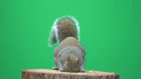Squirrel jumping on green screen in 4k Pt 14 of 14 Stock Footage 169730743