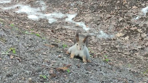 Squirrel is jumping on the ground in a park Stock Footage 300344819