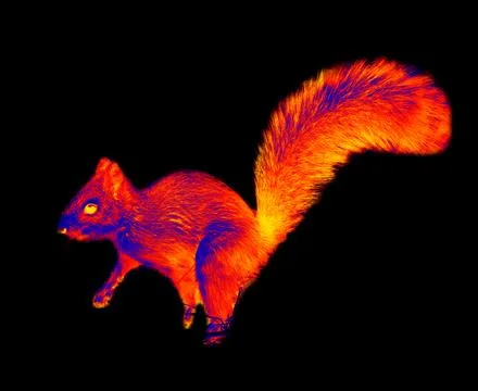 Squirrel jumping Stock Illustration