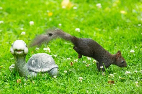 Squirrel jumping next to turtle in green grass seen right Stock Photos