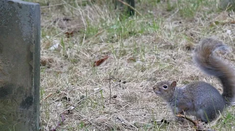 Squirrel jumping over the tombstones ins... | Stock Video | Pond5