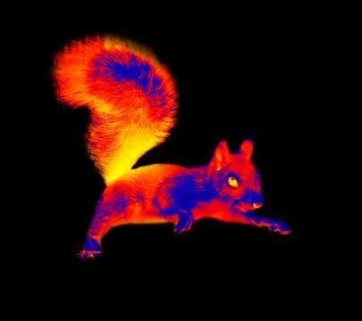 Squirrel jumping Stock Photos