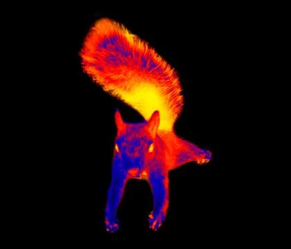 Squirrel jumping Stock Photos
