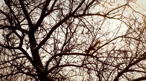 Squirrel jumping, silhouette backlit. Stock-Footage 10814371