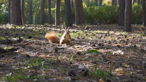 Squirrel jumping in slow motion Stock Footage 100975609