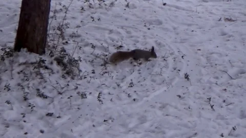 Squirrel jumping in the snow Stock Footage 100394170