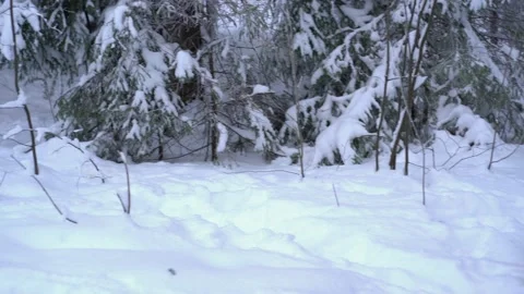 Squirrel jumping in the snow in the forest Stock Footage 167936089