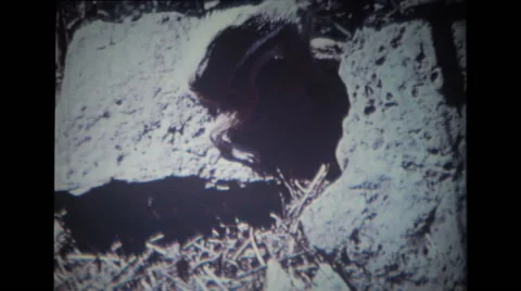 Squirrel jumping on the stones and digging the ground Stock Footage 39884300