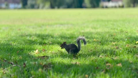 Squirrel jumping through the grass on a sunny day Stock Footage 316968458