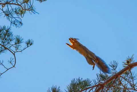 Squirrel jumping on a tree branch, background with squirrel Stock Photos