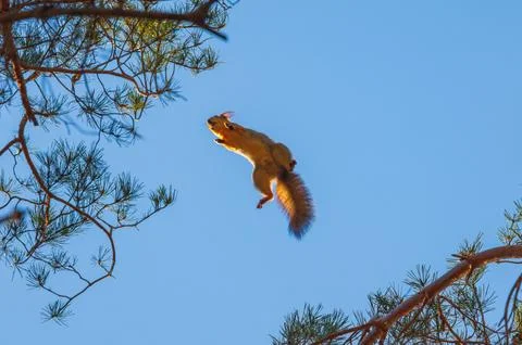 Squirrel jumping on a tree branch, background with squirrel Stock Photos