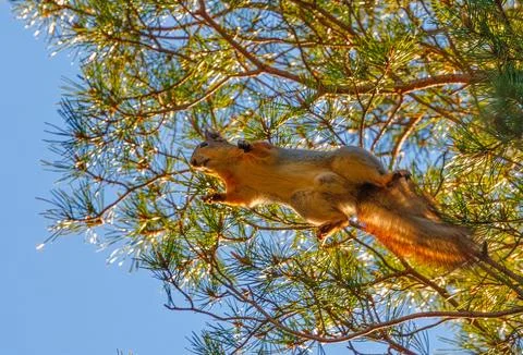 Squirrel jumping on a tree branch, background with squirrel Stock Photos