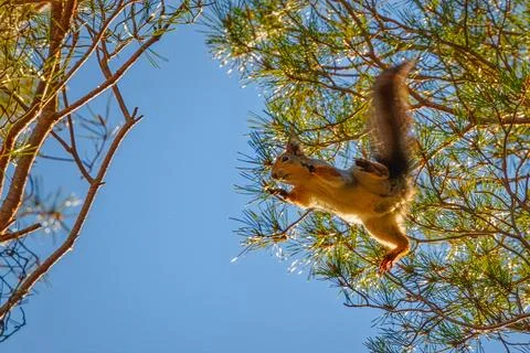 Squirrel jumping on a tree branch, background with squirrel Stock Photos