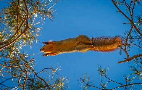 Squirrel jumping on a tree branch, background with squirrel Stock Photos