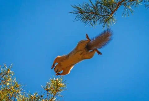 Squirrel jumping on a tree branch, background with squirrel Stock Photos
