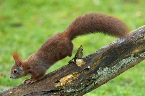 Squirrel jumping on tree trunk looking left Stock Photos