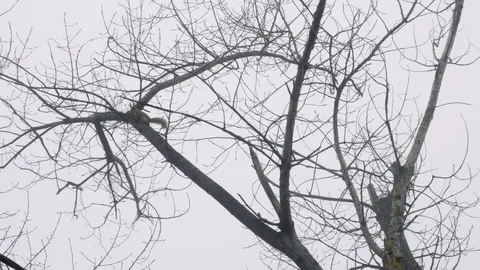 Squirrel jumping on tree without leaves in autumn. Bottom view. 스톡 동영상 101632644
