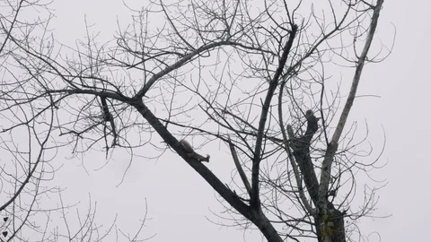 Squirrel jumping on tree without leaves in autumn. Bottom view. Stock Footage 101632767