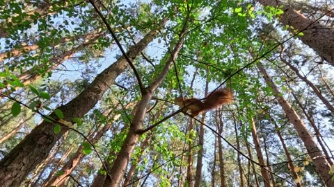 Squirrel jumps across trees in bright forest setting Stock Footage 316538114