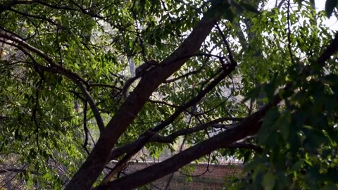 Squirrel jumps along tree trunk in a sunny day. Backlight. Super Slow Motion 4K 库存影片 292972953