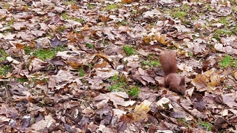 A squirrel jumps among fallen leaves in search of a nut in an autumn park. 動画素材 299713788