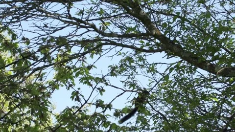Squirrel jumps from branch to branch  Stock Footage 302542421