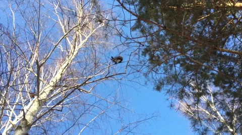 Squirrel jumps on branches of trees Stock-Footage 67644901