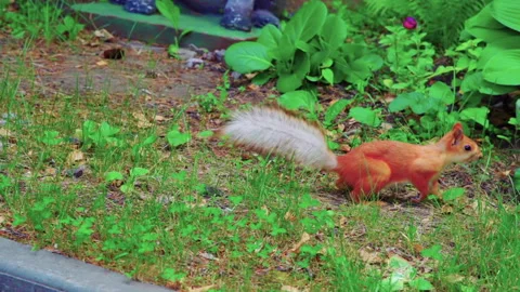 The squirrel jumps on the forest ground among the trees Stock Footage 207705043