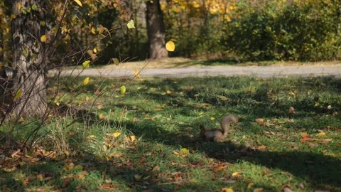 A squirrel jumps on green grass with yellow leaves in an autumn park Stock Footage 221436004