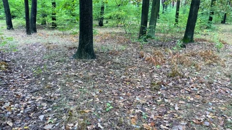 The squirrel jumps on the ground and quickly climbs a tree. Vidéo 259159780