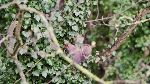 SQUIRREL JUMPS FROM HIGH BRANCH TO LOW BRANCH BEFORE ENTERING NEST Stock Footage 126515697