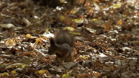 Squirrel jumps in leaves Stock Footage 271633638