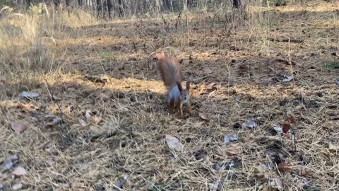 Squirrel jumps merrily through a forest clearing. Stock Footage 253021136