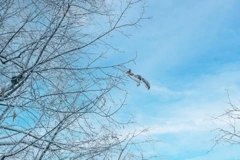 A squirrel jumps from one tree to another in winter. winter, gray squirrel, j Stock Photos