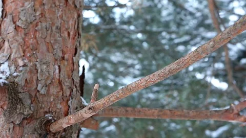 Squirrel jumps on a pine branch Stock Footage 70788900