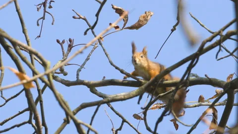 Squirrel jumps, sits on branches of trees, looks in lens or camera, close up Stock Footage 107737697