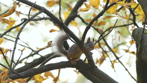 Squirrel jumps, sits on branches of trees, looks in lens or camera, close up Stock-Footage 107779838