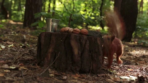 Squirrel jumps on a stump and chooses a nut 스톡 동영상 197018450