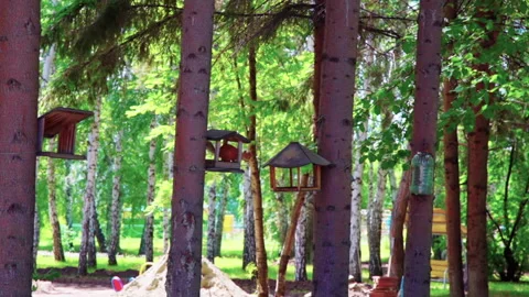 The squirrel jumps through the forest canteen Stock Footage 207698042