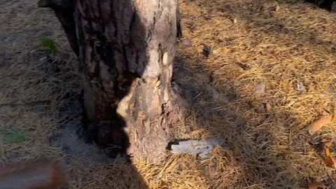 Squirrel jumps through the forest in search of food. Stock Footage 253021152