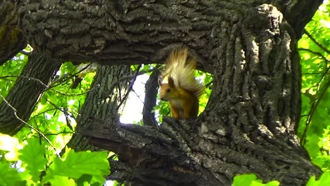 Squirrel jumps on the tree Stock Footage 77209574