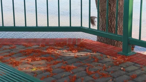 Squirrel jumps on a tree Stock Footage 143441452