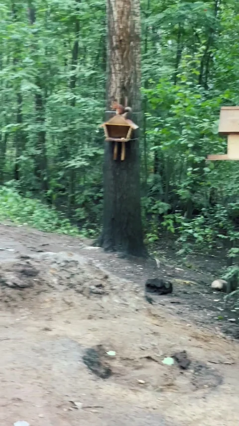 Squirrel jumps on tree. Video stock 172420754