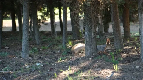A squirrel jumps from a tree. Stock Footage 195090499